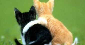 Google and apple supporting microsoft in gag order lawsuit against the us