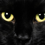 Black cat eyes