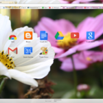 Spring flowers closeup