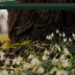 Spring snowdrops