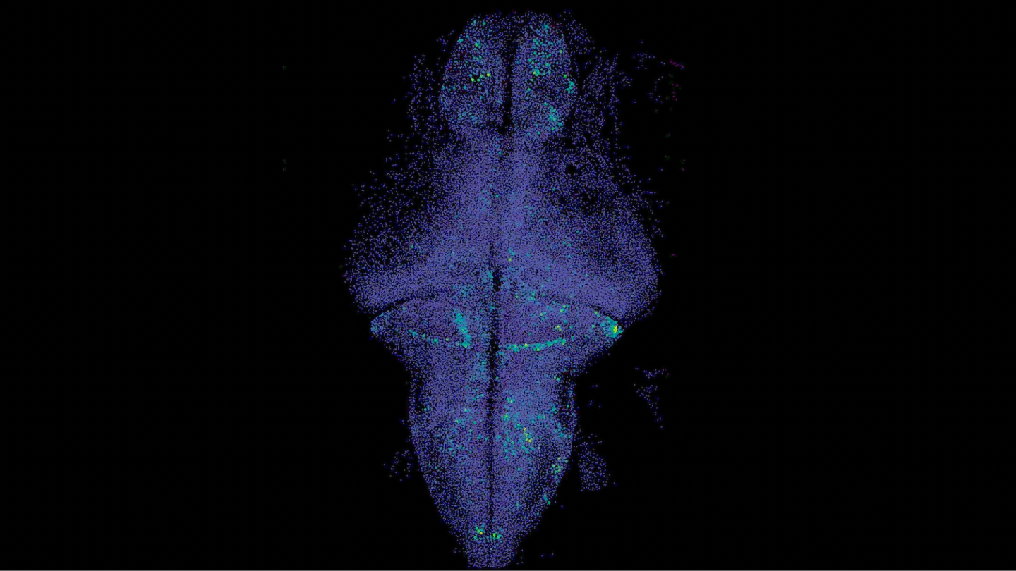 Fluroglancer inline static.max 1440x810.png