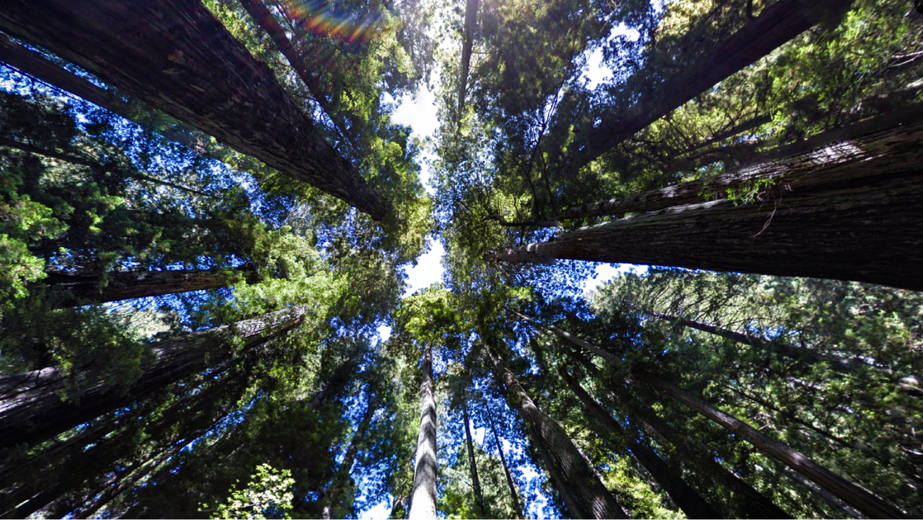 Environmentalreview hero.width 1300.png