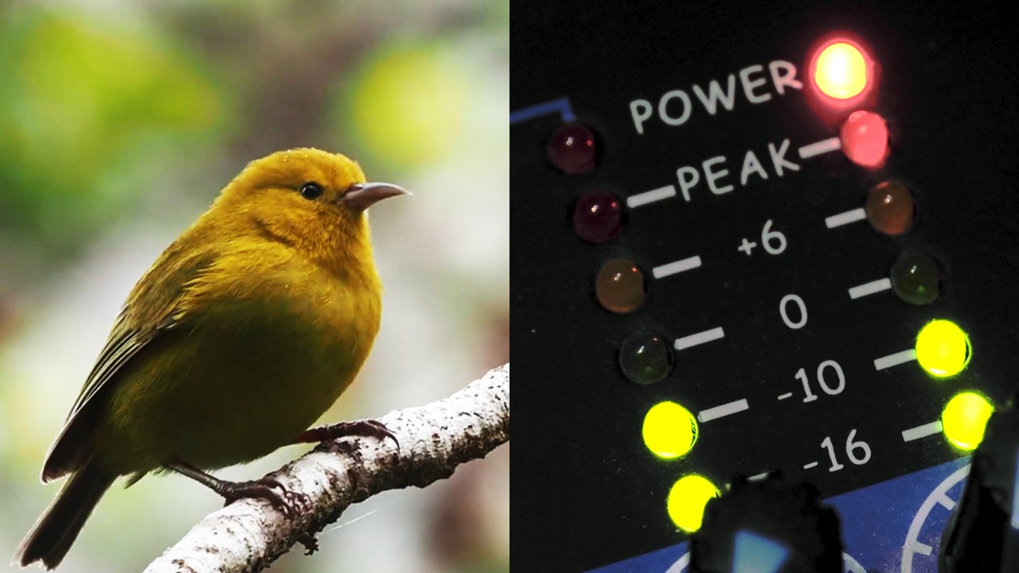 Bioacoustics 16x9 conform 250804a 01456.max 1440x810.jpg