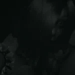 Visage on chromebook