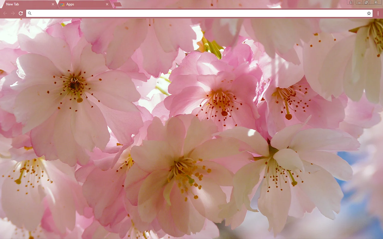 Japanese Cherry Blossom Chrome Theme