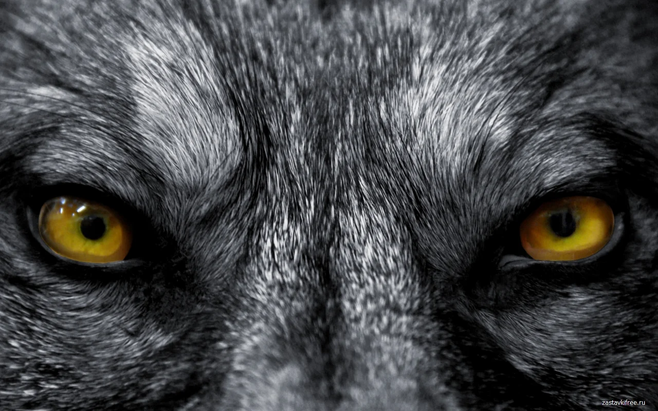 Wolf (Golden Eyes) Chrome Theme Wolf (Golden Eyes) Chrome Theme