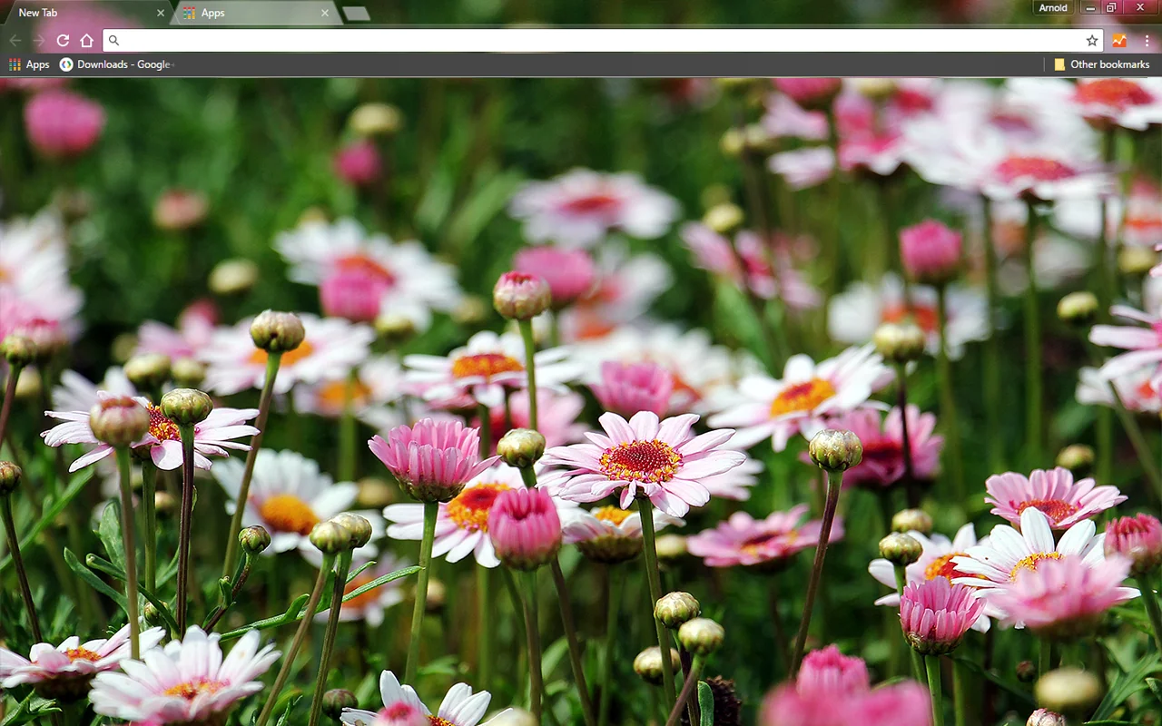 Marguerite Flowers Chrome Theme