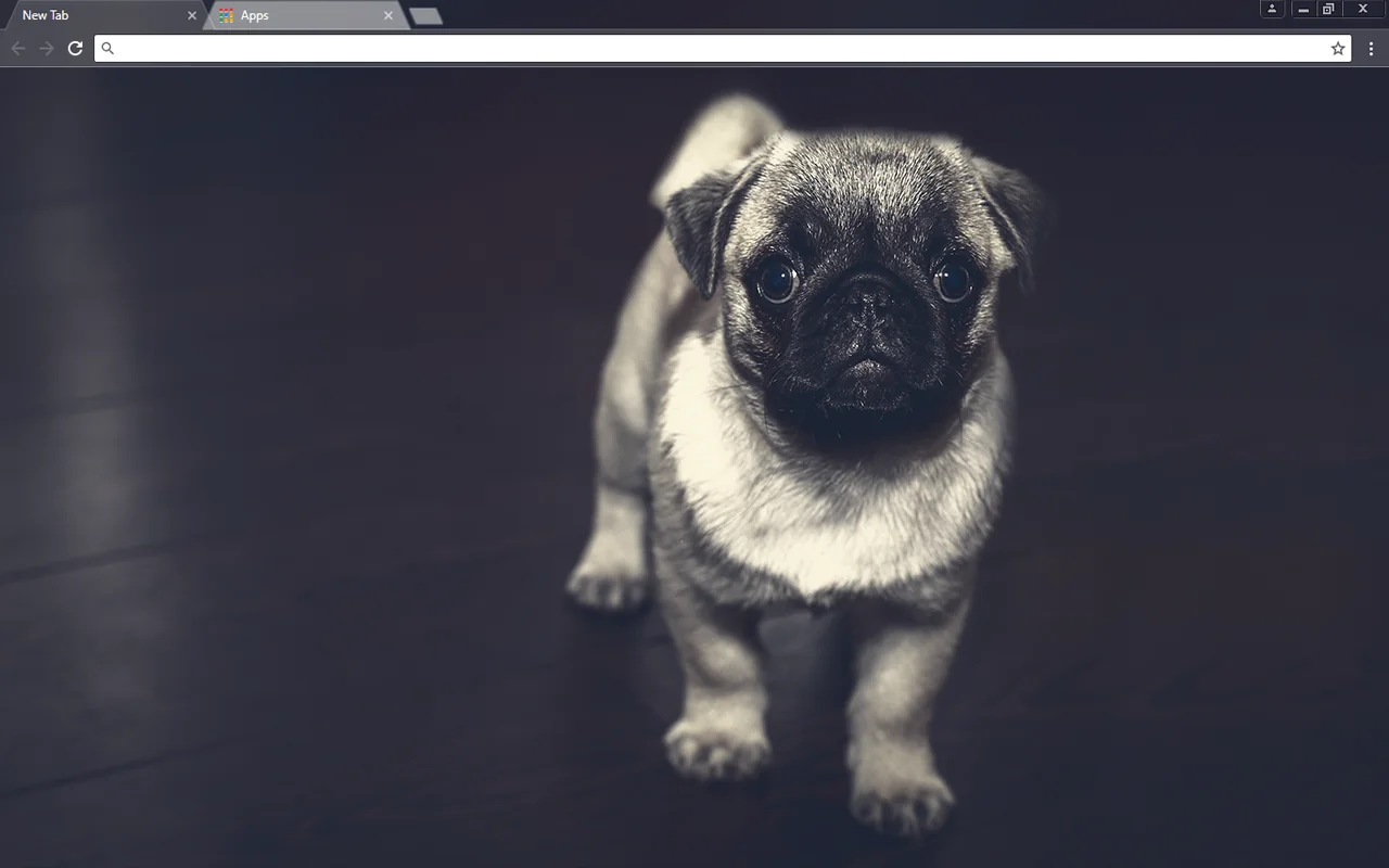 Pug Puppy Chrome Theme Pug Puppy Chrome Theme