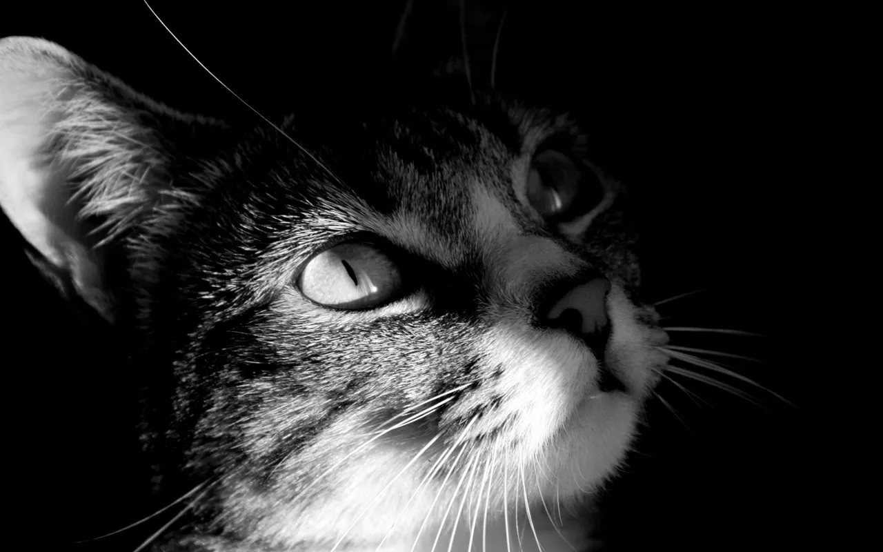 Cat's Eye Chrome Theme Cat's Eye Chrome Theme