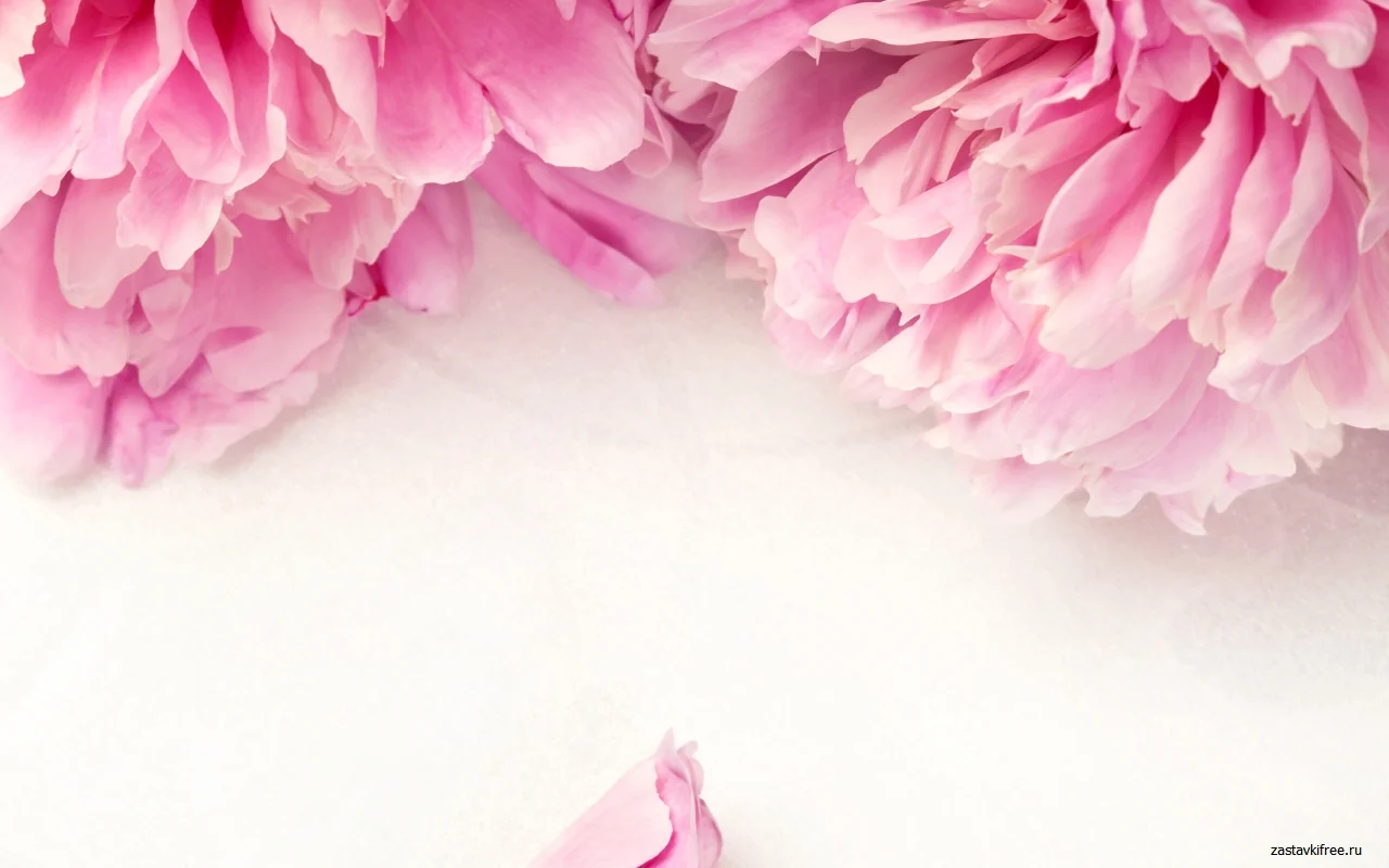 Peony Chrome Theme