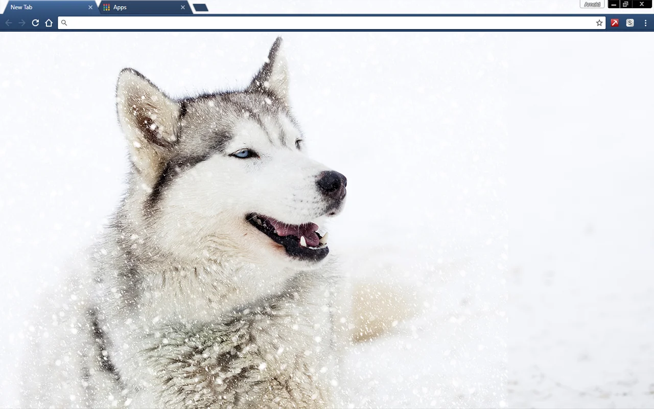 Siberian Husky Dog Chrome Theme Siberian Husky Dog Chrome Theme