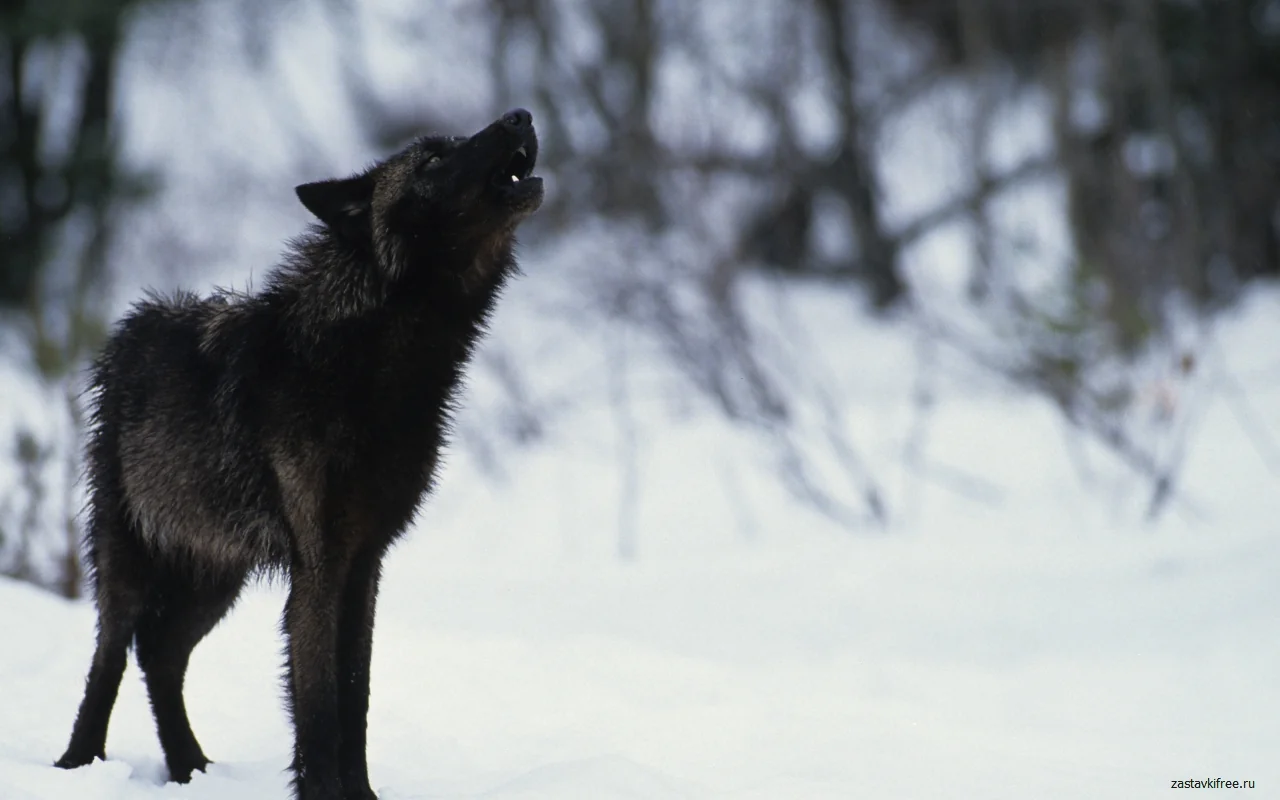 Wolf (Howling in the Snow) Chrome Theme Wolf (Howling in the Snow) Chrome Theme