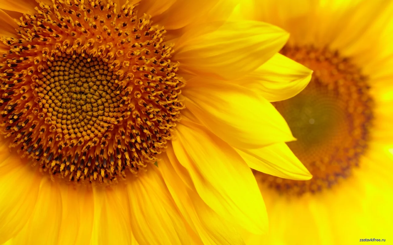 Sunflowers Chrome Theme