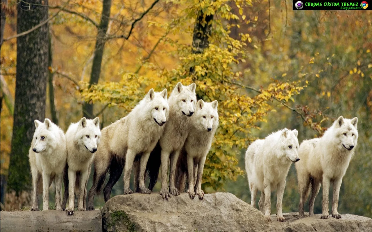 Wolf Pack Chrome Theme Wolf Pack Chrome Theme