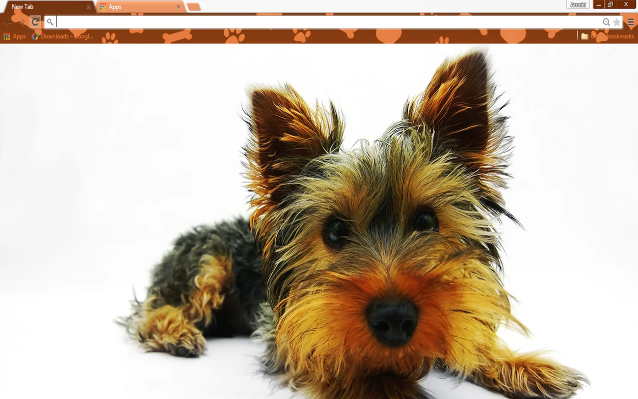 Yorkie Puppy Chrome Theme Yorkie Puppy Chrome Theme