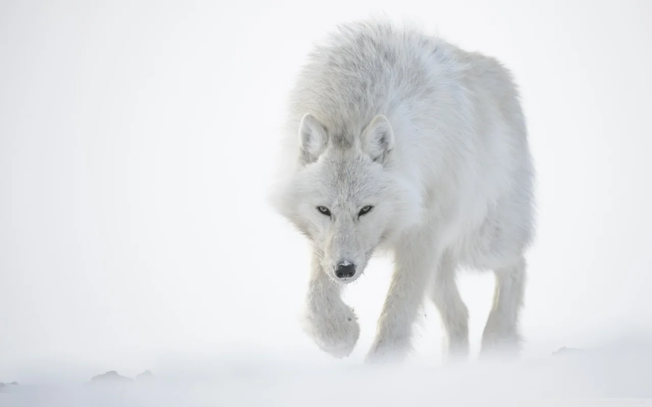 Arctic Wolf in Snowstorm Chrome Theme Arctic Wolf in Snowstorm Chrome Theme
