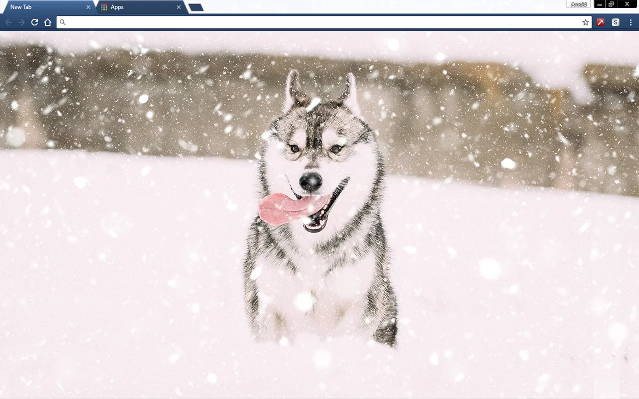 Husky Puppy In Snow Chrome Theme Husky Puppy In Snow Chrome Theme