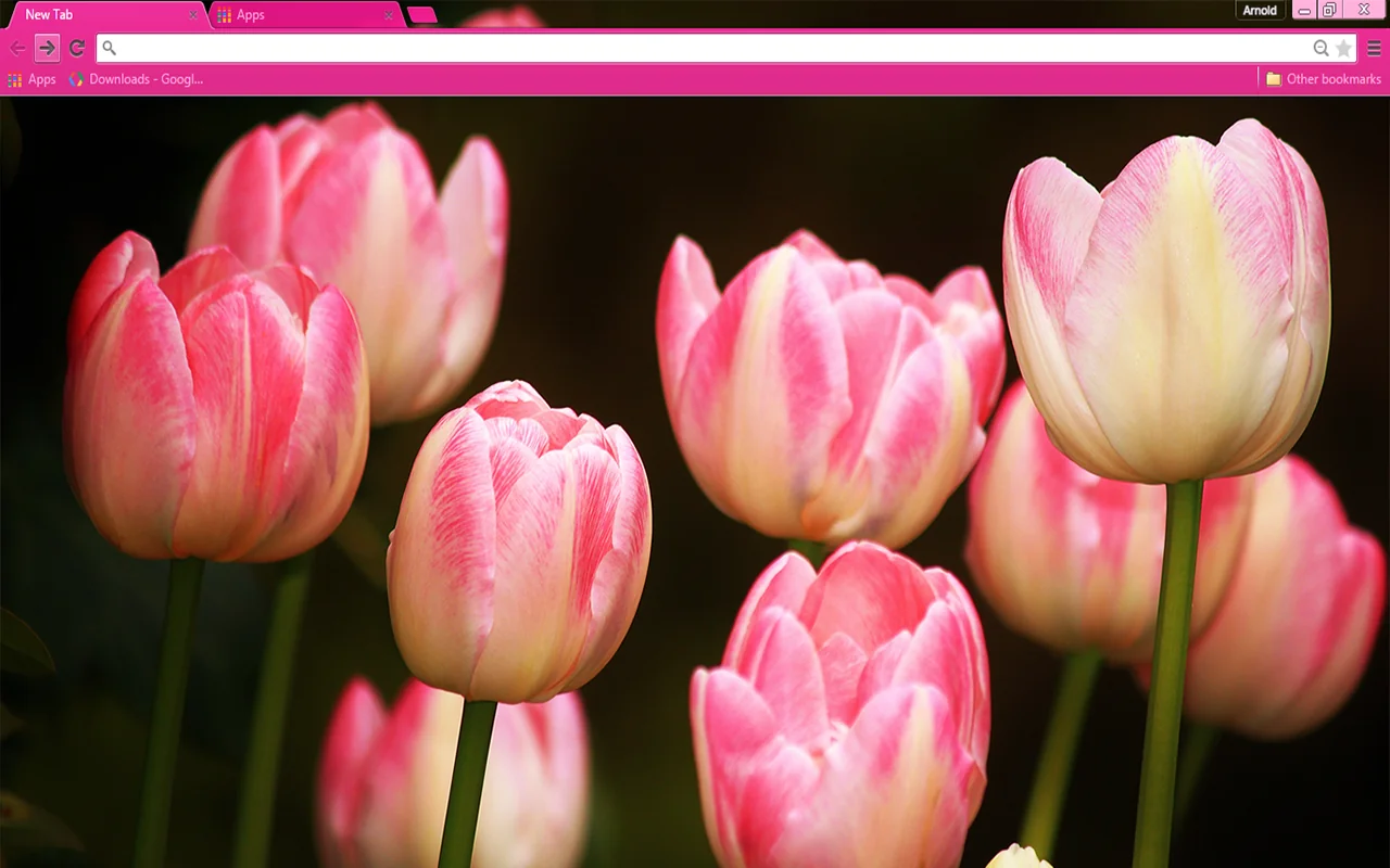Pink Tulips Chrome Theme