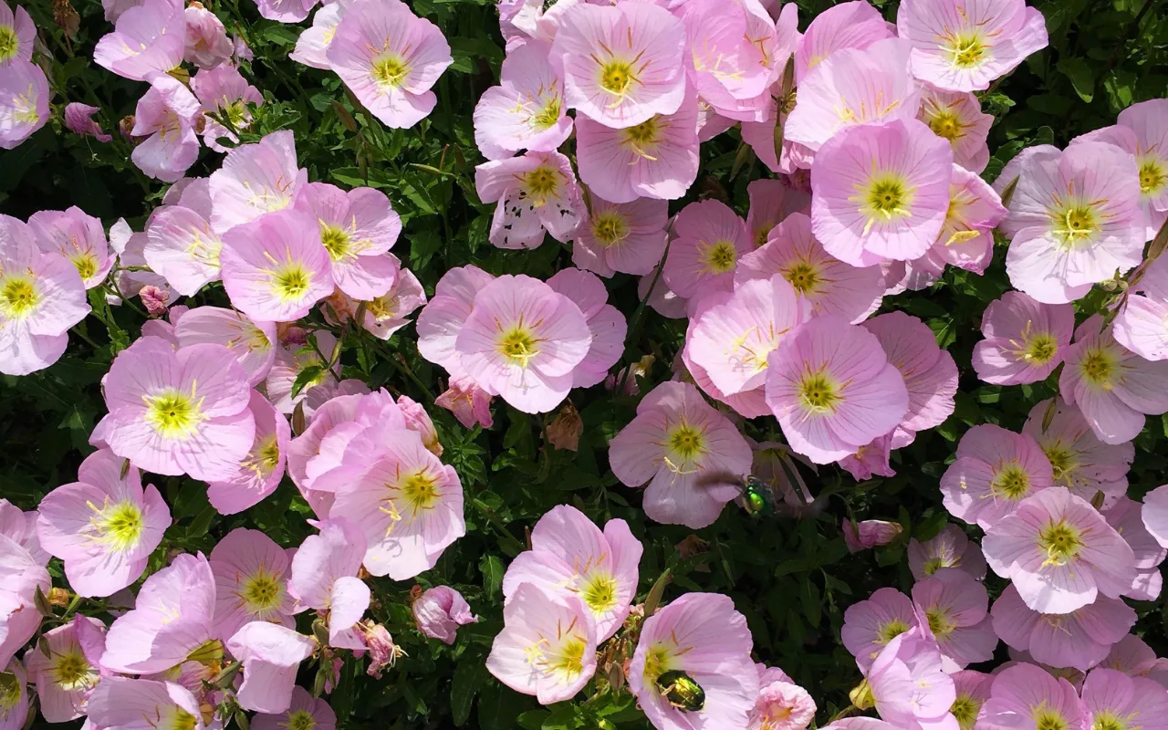 Close-up of pale pink primrose flowers with yellow centers and green leaves