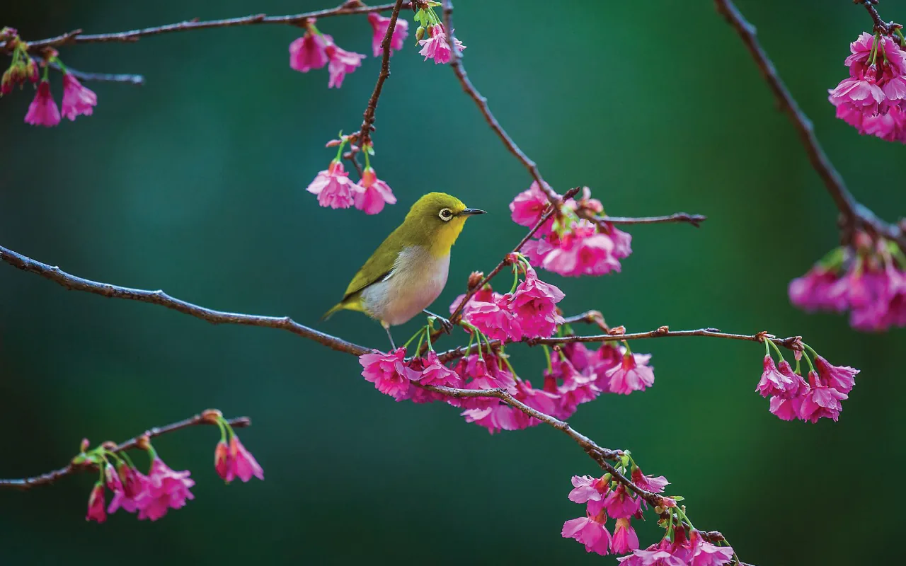 Small green and white bird perched on bright pink cherry blossom branches