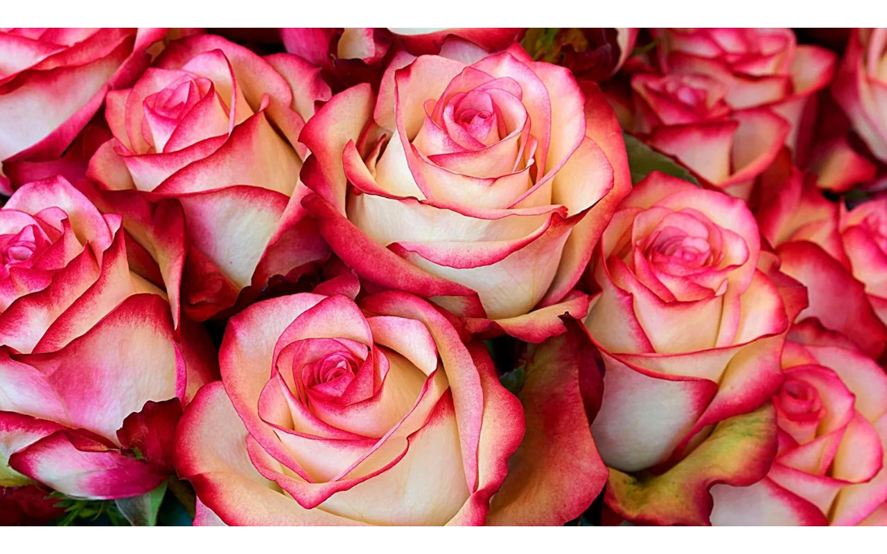 Cluster of cream roses with pink edges in full bloom
